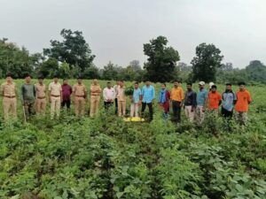 🌿 अडावद पोलिसांची गांजा शेतीवर धडक कारवाई!