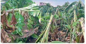 मुसळधार पावसाचा केळी उत्पादकांना दुहेरी फटका; काढणीवरील बागा जमिनीवर, वर्षभराची मेहनत धोक्यात!