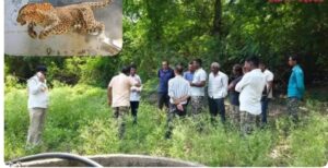 बोरी नदीकाठावर बिबट्याचा थरार! तरुणावर झडप, आरडाओरड करताच बिबट्याने ठोकली धूम